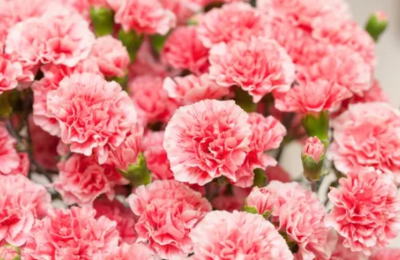 母の日に贈る心温まるギフト—選ばれた人気ランキング発表